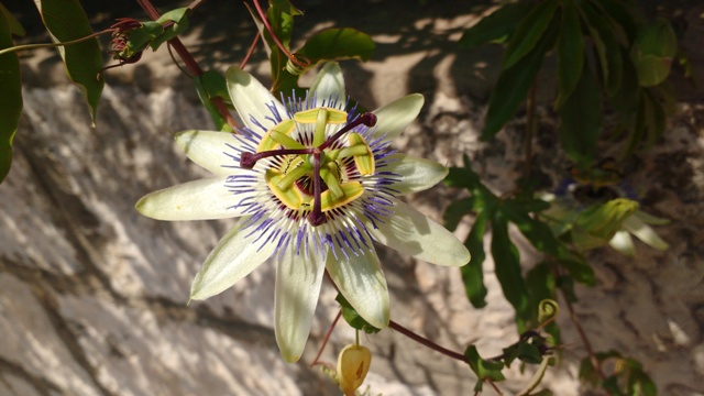 Passionflower - accepting chronic illness - a struggle -janetbouwmeester.nl/en/